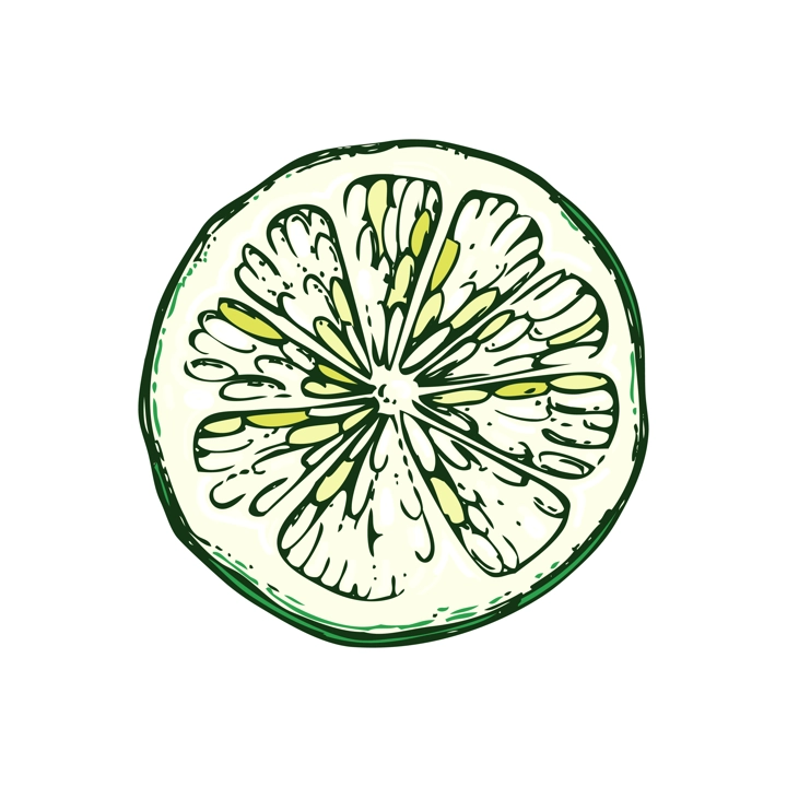 Lime fruit sketch in color. Citrus fruit slice hand-drawn vector illustration. Exotic plant drawing in watercolor style. Botanical design element. NOT AI-generated